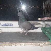 دوتا کفتر ماده  اصفهانی و رنگی|پرنده|شاهین‌شهر, شهرک پردیس|دیوار