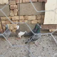 چند عدد پرنده فروشی