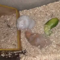 همستر|موش و خرگوش|اصفهان, ارغوانیه|دیوار