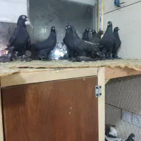 کبوتر|حیوانات|تبریز, |دیوار