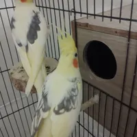 یک جفت عروس هلندی دوکت
