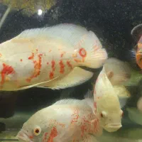 انواع ماهی گوشتخوار /آکواریوم بهروز|ماهی|زنجان, |دیوار