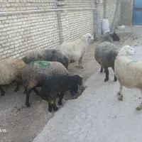 میش داشتی|حیوانات مزرعه|خانمیرزا, |دیوار