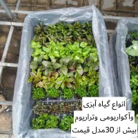 گیاهان آکواریومی آبزی