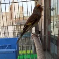 سهره قناری دهن پاک بدون خطا
