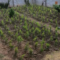 سرو لاوسون یک و نیم ساله