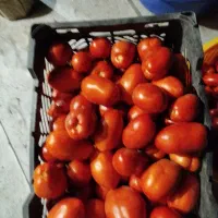 گوجه فرنگی ربی|خوردنی و آشامیدنی|کرج, ملک‌آباد|دیوار