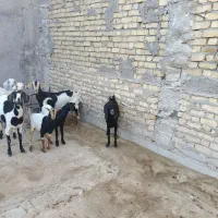 بزوکهره