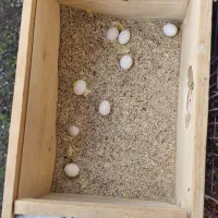 طوطی برزیلی|پرنده|سنگر, |دیوار