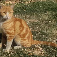 سرپرستی ازگربه