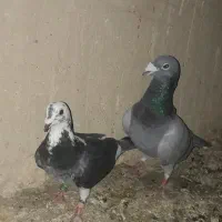یک جفت کبوتر مسافتی به شرط جوجه|پرنده|کاشمر, |دیوار