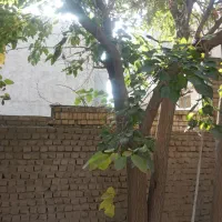 چوب درخت توت و گردو