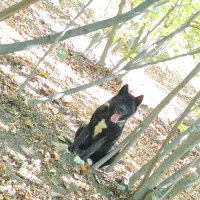 آکیتا|سگ|قزوین, |دیوار