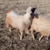 کاور ورن|حیوانات مزرعه|اسلام‌‌آباد غرب, |دیوار