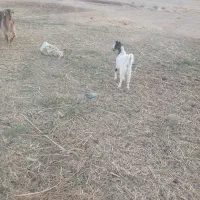 بزغاله نر|حیوانات مزرعه|شهرضا, |دیوار