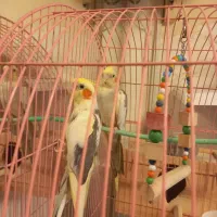 یک جفت عروس (گل باقلی)