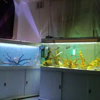 سه عدد آکواریم شرکتی|ماهی|گلبهار, شهر جدید گلبهار|دیوار