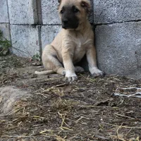 توله سرابی خاص پسند ها