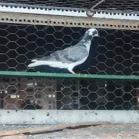 کفتر غریب گیری هر کسی می خواد توضیحات بخون|پرنده|بندرعباس, |دیوار