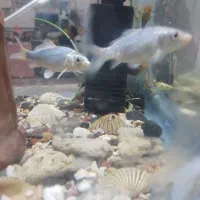 ماهی مولی|ماهی|رفسنجان, |دیوار