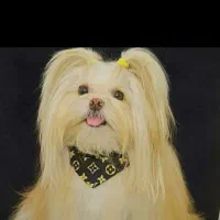 سگ پاکوتاه پیداشده