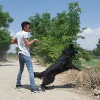 سگهای متخصص بلک ژرمن|سگ|کرج, عظیمیه|دیوار