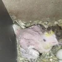 دو عدد جوجه عروس هلندی