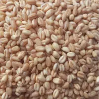 گندم نان دستگرد