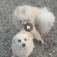 سگ گمشده|حیوانات|ارومیه, |دیوار