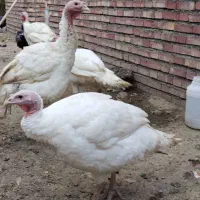 بوقلمون گوشتی|حیوانات مزرعه|خوی, |دیوار