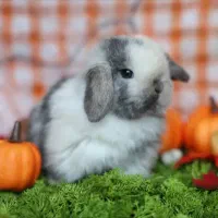 توله خرگوش لوپی|موش و خرگوش|نیشابور, بزرگمهر|دیوار