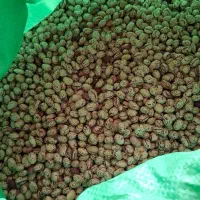 لوبیا چیتی کوشا