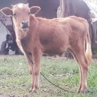 ورزاکوله چالوسی