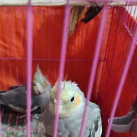 جوجه عروس هلندی|پرنده|اهر, |دیوار