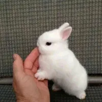 بچه خرگوش مینی لوپ هلندی مینیاتوری/همراه با مشاوره