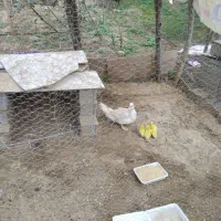 مادر و  ۵ تا  جوجه اردک  خارجی