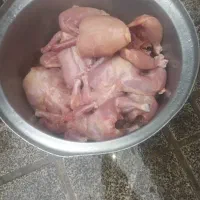 غذا سگ|لوازم جانبی حیوانات|کلاله, |دیوار