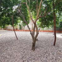 خونه باغ ۲۴۰متری/سندتک برگ/بافت مسکونی/۳کنتورنصب|فروش خانه و ویلا|فریدون‌کنار, |دیوار