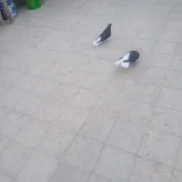 کبوتر|پرنده|اقبالیه, |دیوار