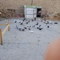 کبوتر نر|پرنده|راور, |دیوار