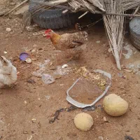 مرغ محلی تخم گذار گلین و کرک بشو