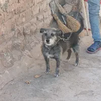 واگذاری سگ|سگ|سبزوار, قصبه غربی|دیوار