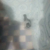 کبوتر گردنش سبز ه