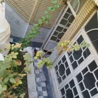 زیر زمین گلخانه ای