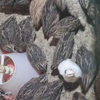 بلدرچین