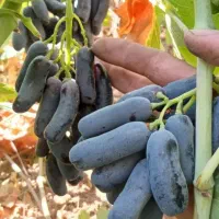 مستقیم و بدون واسطه از تولید کننده بخرید