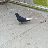 اشعل دمسفید نر