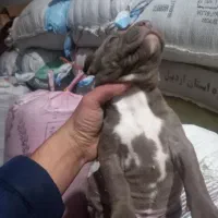 پیتبول ماده|سگ|اردبیل, |دیوار