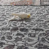 طوطی عروس نر|پرنده|قزوین, |دیوار