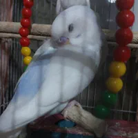 فروش مرغ عشق بالغ سفید کمر آبی دستی|پرنده|زرقان, |دیوار